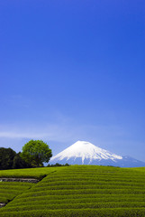 Naklejka premium 快晴青空 美しい富士山と茶畑と緑（大淵笹場より）