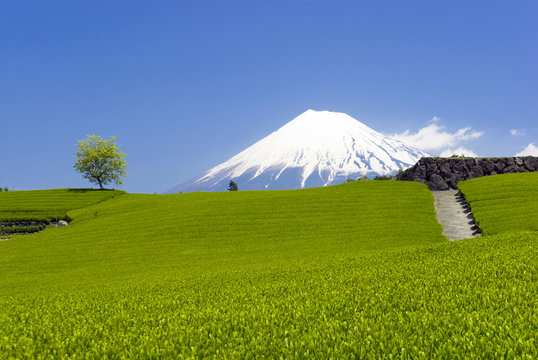 新緑・新茶の茶畑と美しい富士山（今宮より）
