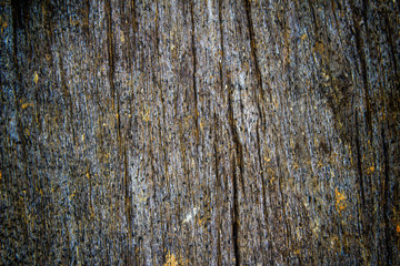Obraz premium texture of bark wood use as natural background