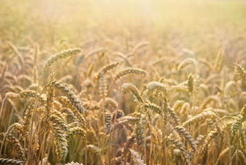 Beautiful detail of wheat field, that ready to be harvested