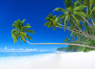 Fototapeta na wymiar Tropical Paradise Beach