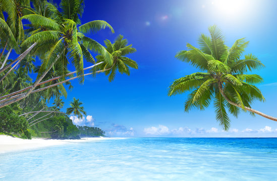 Tropical Paradise Beach