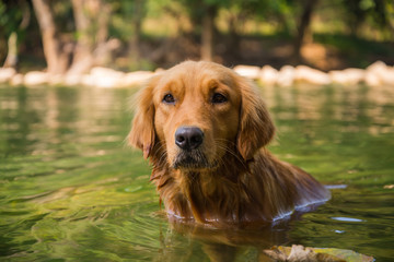 golden retriever dog sitting in the river