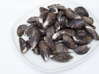 Muscheln - Miesmuscheln - Meeresfrüchte für Feinschmecker