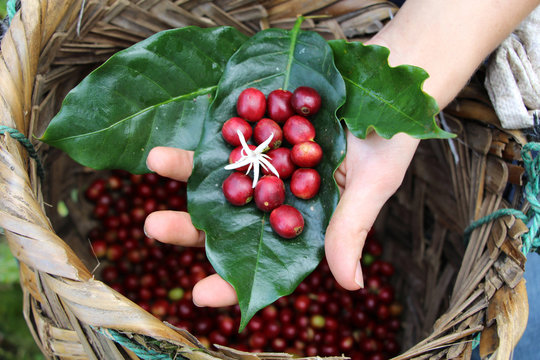 Kaffeekirschen mit Kaffeeblüte - Kaffeeplantage
