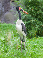 Saddle-billed stork. Latin name - Ephippiorhynchus senegalensis