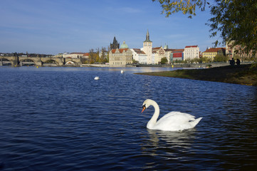 swans in Prague