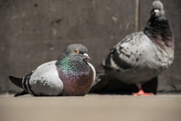 relaxing pigeon