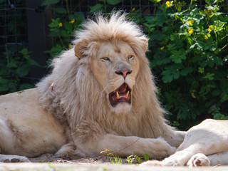 Naklejka premium Male African white lion
