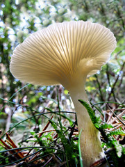 mushroom closeup