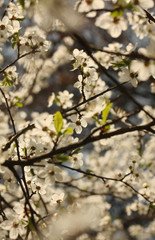Blossom branch