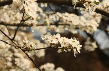 Blossom branch