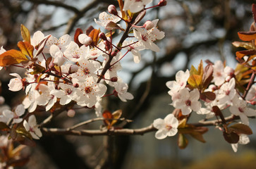 Blossom branch