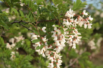 Robinia pseudoacacia. Rama con flores de Robinia.