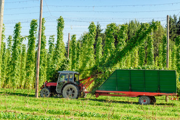 Harvesting Hop with a Truck