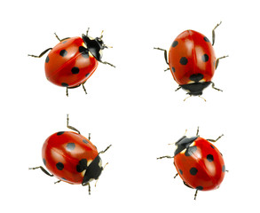 Fototapeta premium Collection of ladybugs