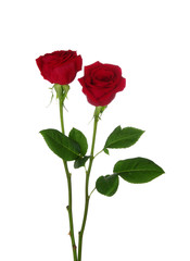 Naklejka premium two red rose
