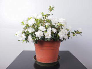 White Azalea flower