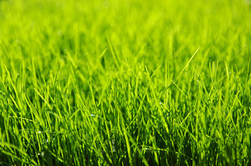 grass background