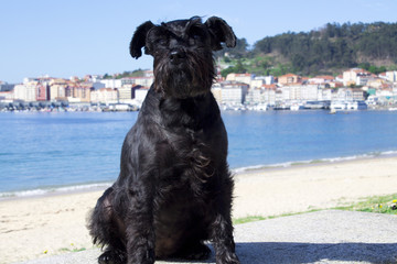 black dog with sea landscape