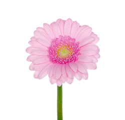 Pink gerbera