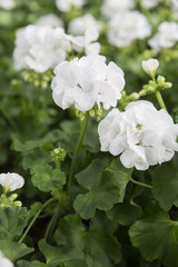 Pelargonium