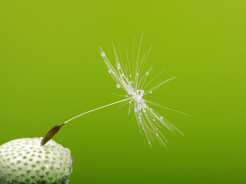 Fototapeta dandelion