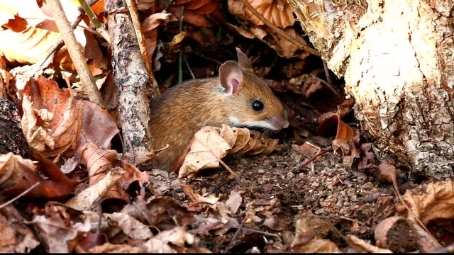 White footed mouse (woodmouse, Peromyscus leucopus)