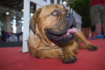 Bullmastiff dog