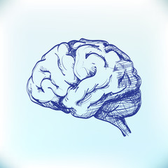 Isolated human brain sketch