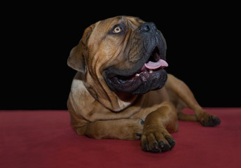 beautiful Bullmastiff dog