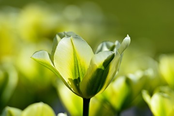 Mintfarbene Tulpen