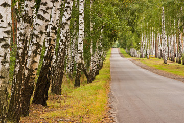 road in the forest