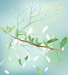spring-branch