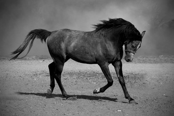 Obraz na płótnie Canvas Galloping black horse
