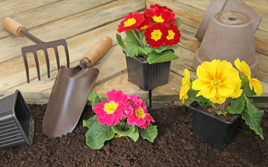 plantation de bulbes de tulipes et jacinthe