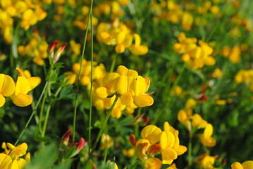 Gewöhnlicher  Hufeisenklee