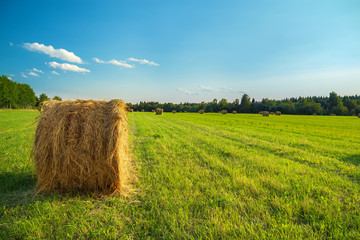 rural landscape with a field and hay