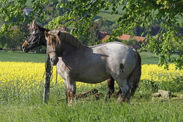 Kalt- und Warmblut auf der Wiese