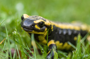 Feuersalamander (Salamandra salamandra)