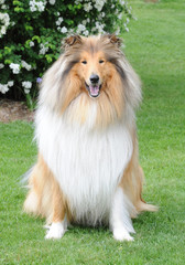 Fototapeta premium chien collet