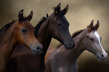 Fototapeta na wymiar Group of three young horses on the pasture