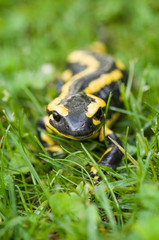 Feuersalamander (Salamandra salamandra)