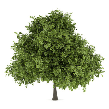 Fototapeta small-leaved lime tree isolated on white background