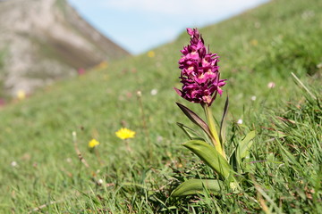 Dactylorhiza sambucina violeta. Orquídea Saúco.