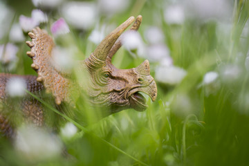 Triceratops in Wiese