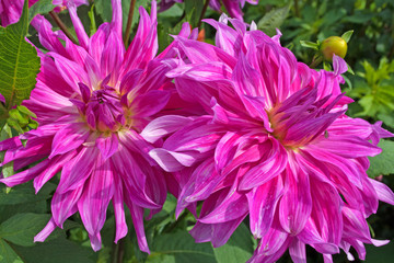 Obraz premium Dahlien - Dahlias