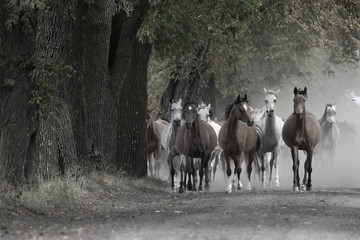 Herd of horses on the village road