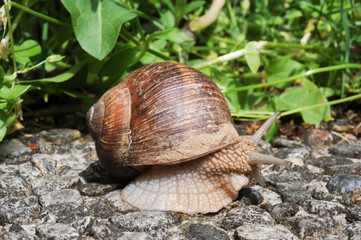 Snail with his shell