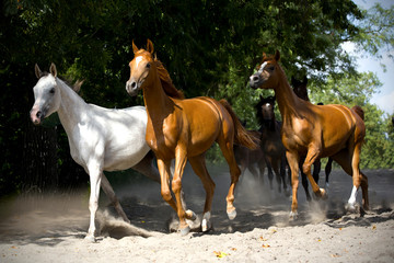 Herd of horses on the village road